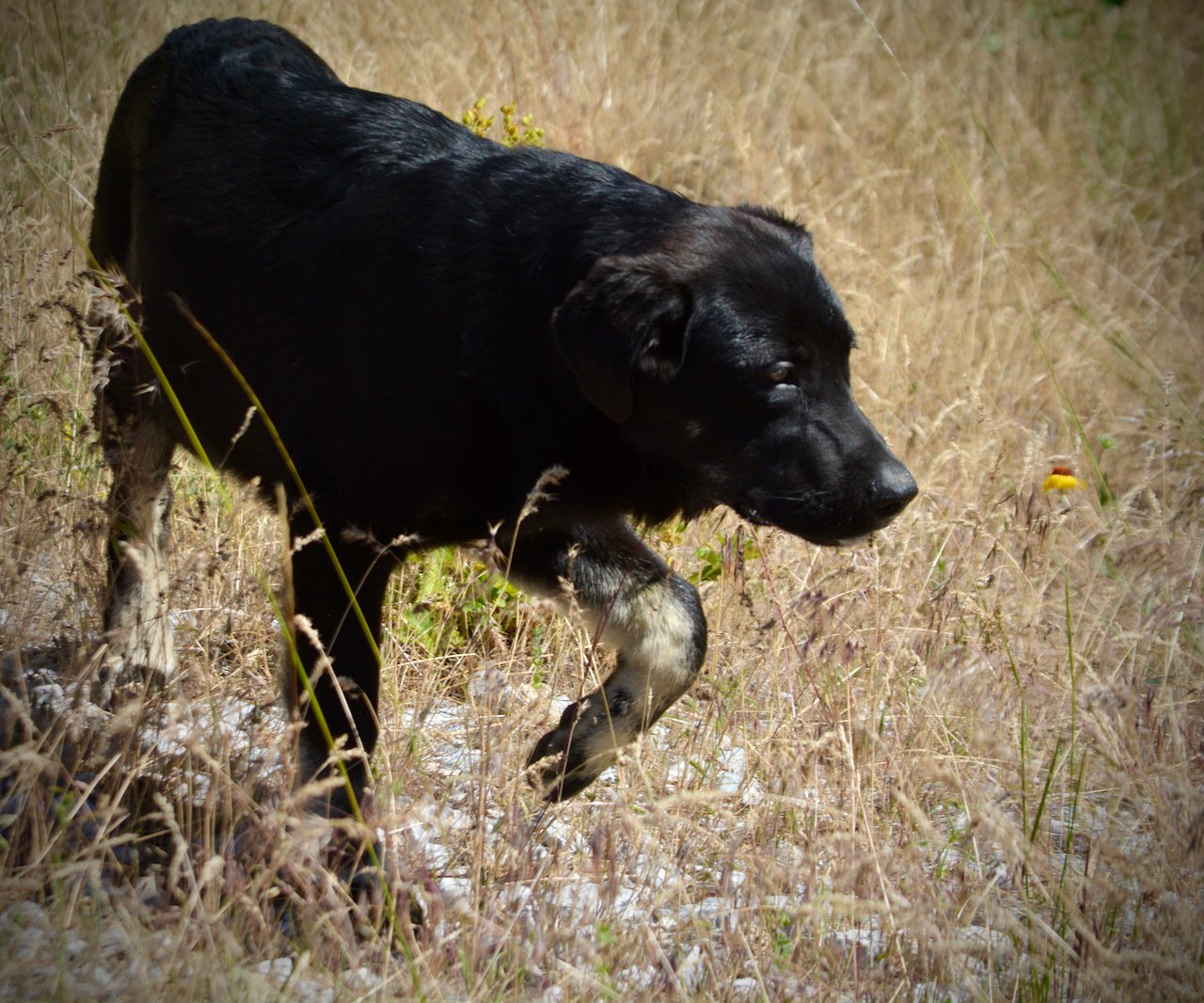 Big Dog Litter - 4 months old - Rogue1