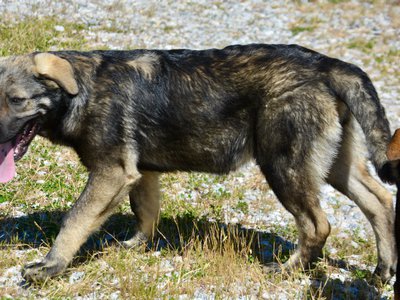 Big Dog Litter - 4 months old - Zantanna2