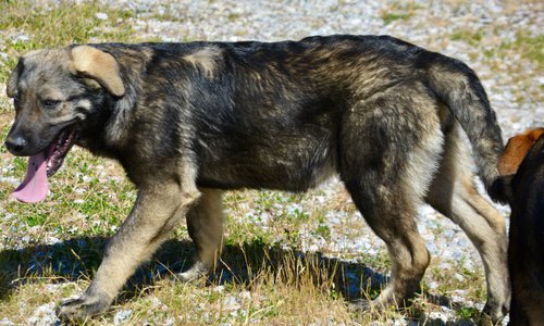 Big Dog Litter - 4 months old - Zantanna2