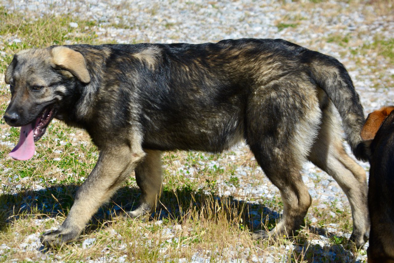 Big Dog Litter - 4 months old - Zantanna2