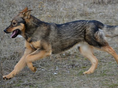 Gamera - 6 months old - leaping left