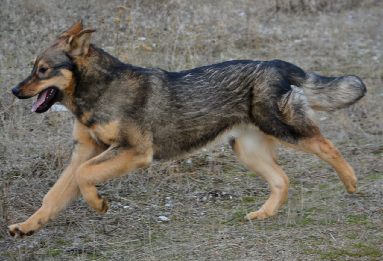 Gamera - 6 months old - leaping left