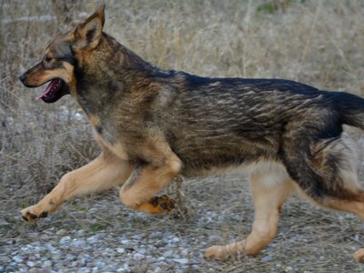 Gamera - 6 months old - leaping left front up