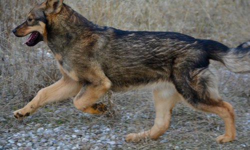 Gamera - 6 months old - leaping left front up