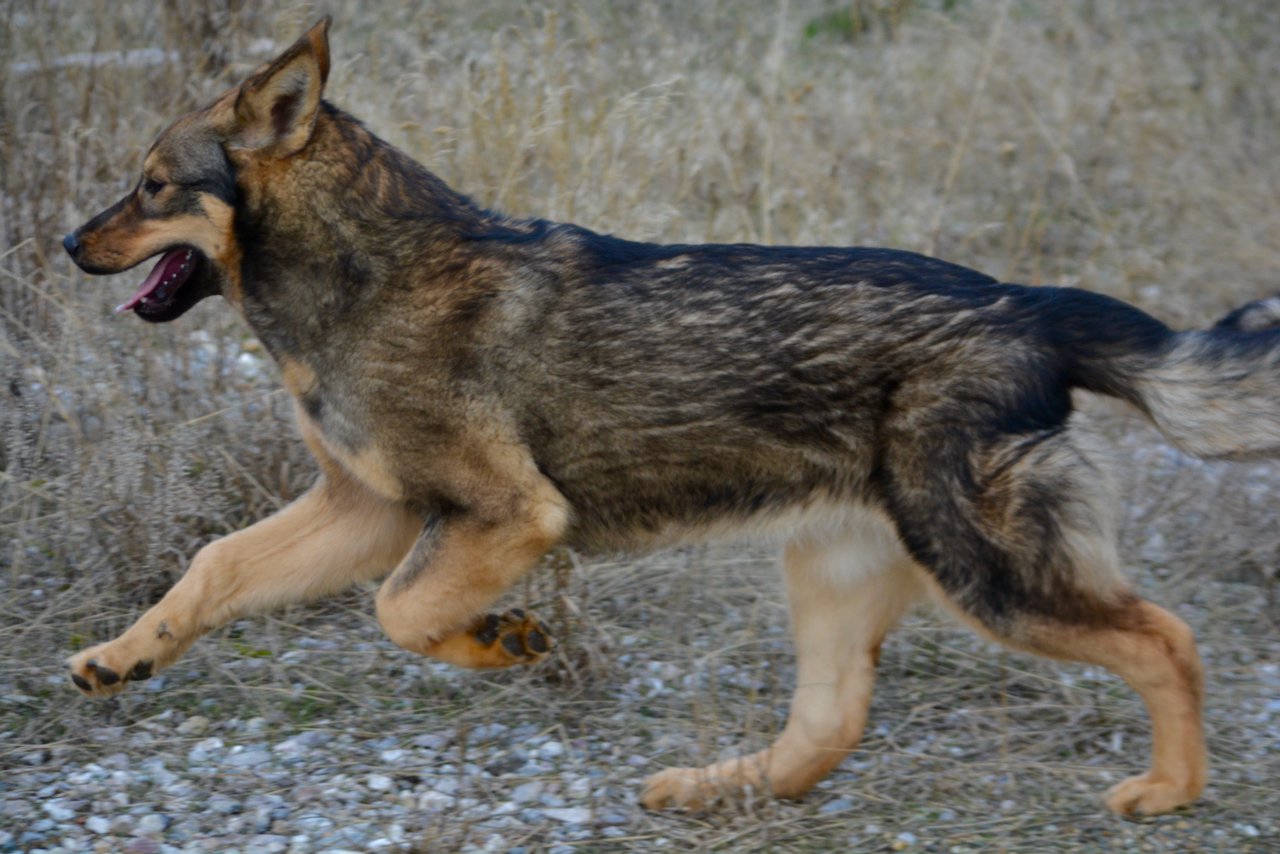 Gamera - 6 months old - leaping left front up