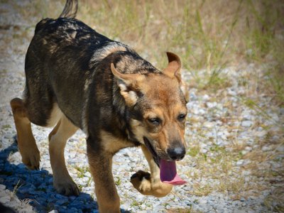 Big Dog Litter - 4 months old - Marmaduke2