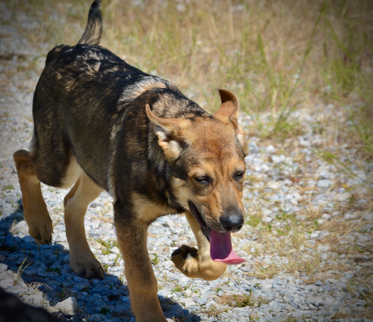 Big Dog Litter - 4 months old - Marmaduke2