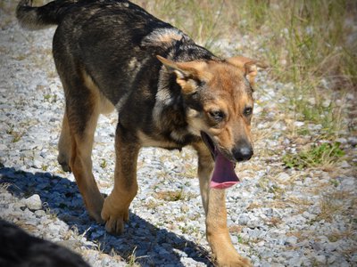 Big Dog Litter - 4 months old - Marmaduke3