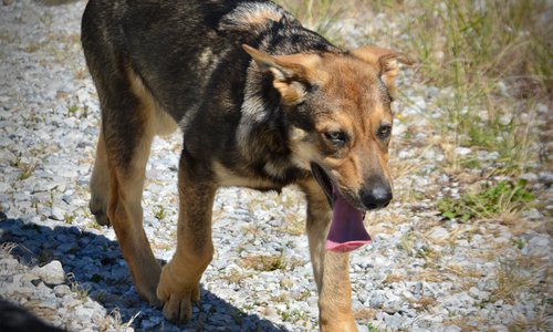 Big Dog Litter - 4 months old - Marmaduke3