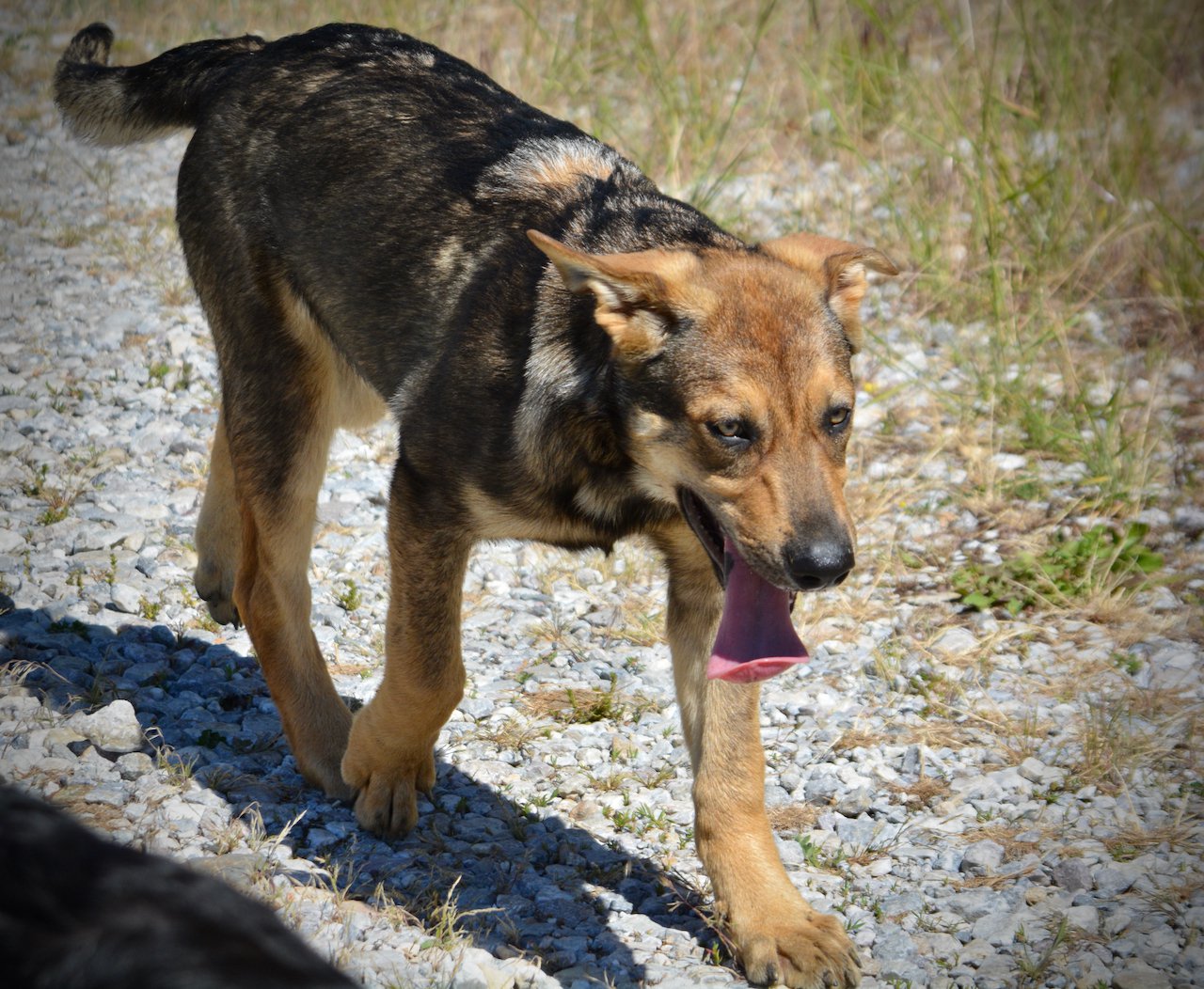 Big Dog Litter - 4 months old - Marmaduke3