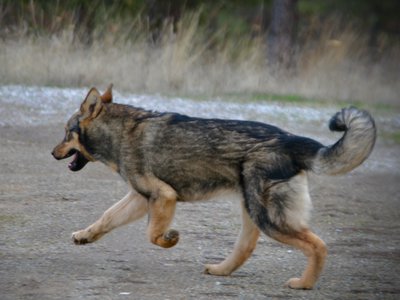 Gamera - 6 months old - leaping away