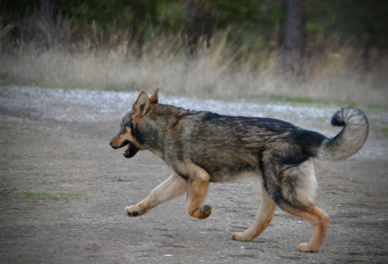 Gamera - 6 months old - leaping away