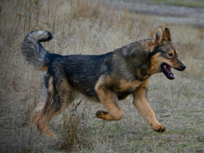 Gamera - 6 months old - leaping forward