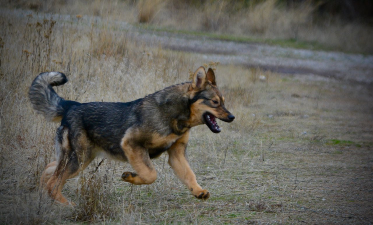 Gamera - 6 months old - leaping forward