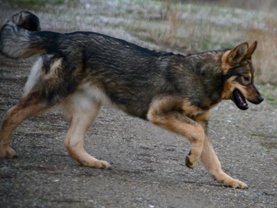 Gamera - 6 months old - play bow