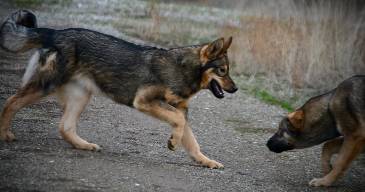 Gamera - 6 months old - play bow