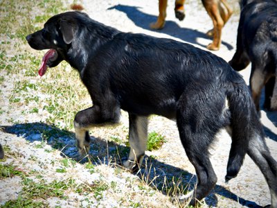 Big Dog Litter - 4 months old - Rogue2