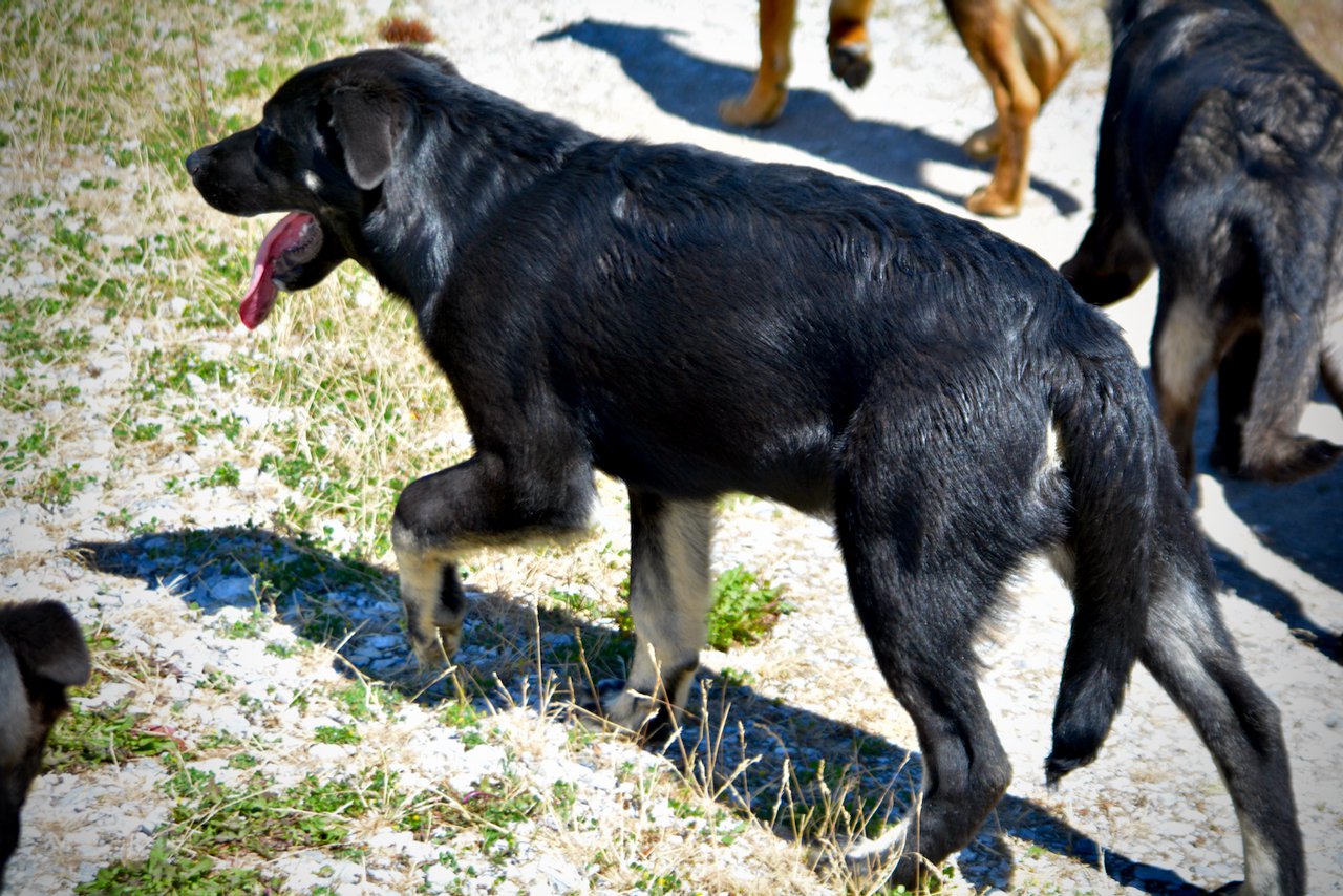 Big Dog Litter - 4 months old - Rogue2