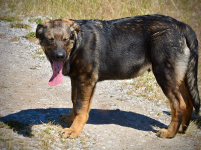 Big Dog Litter - 4 months old - Brutus4
