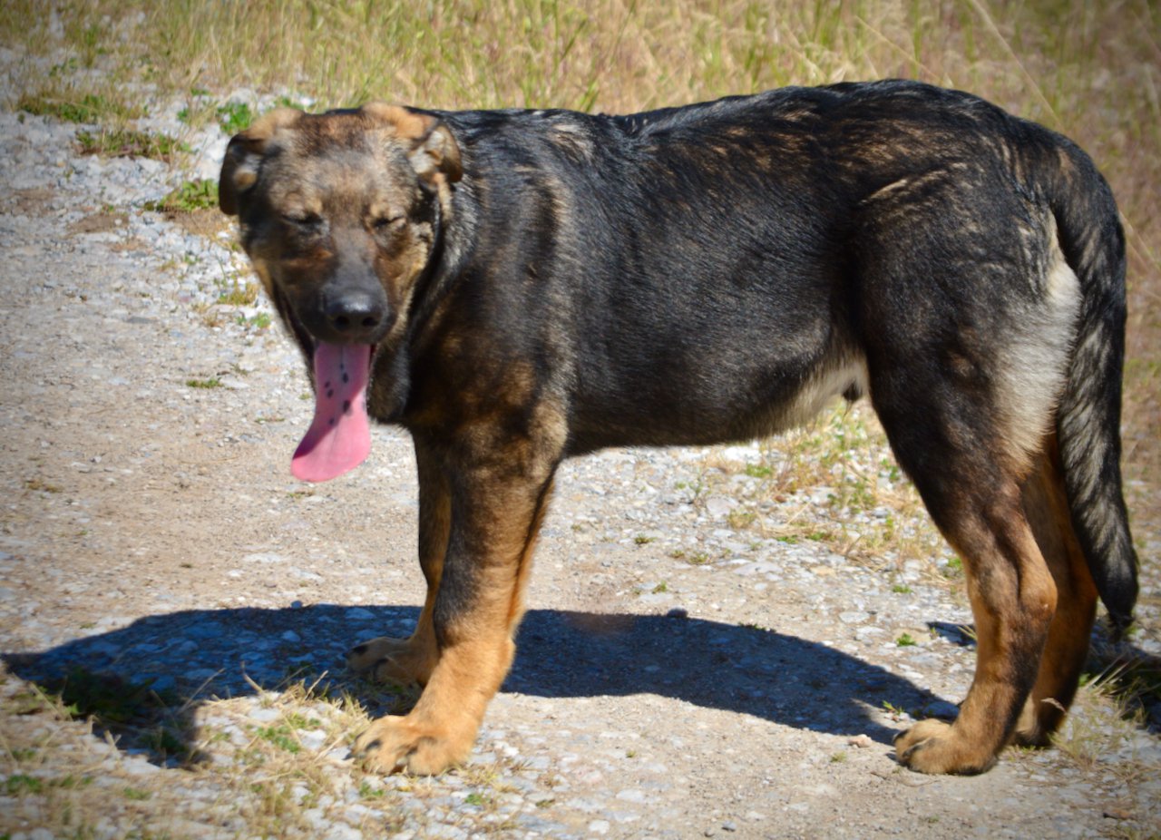 Big Dog Litter - 4 months old - Brutus4