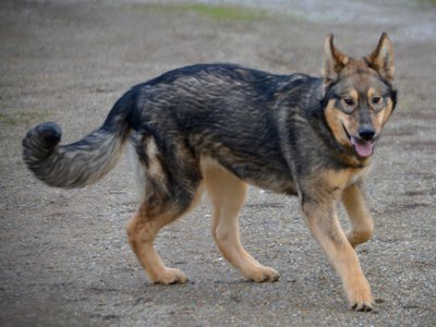 Gamera - 6 months old - trotting twisted