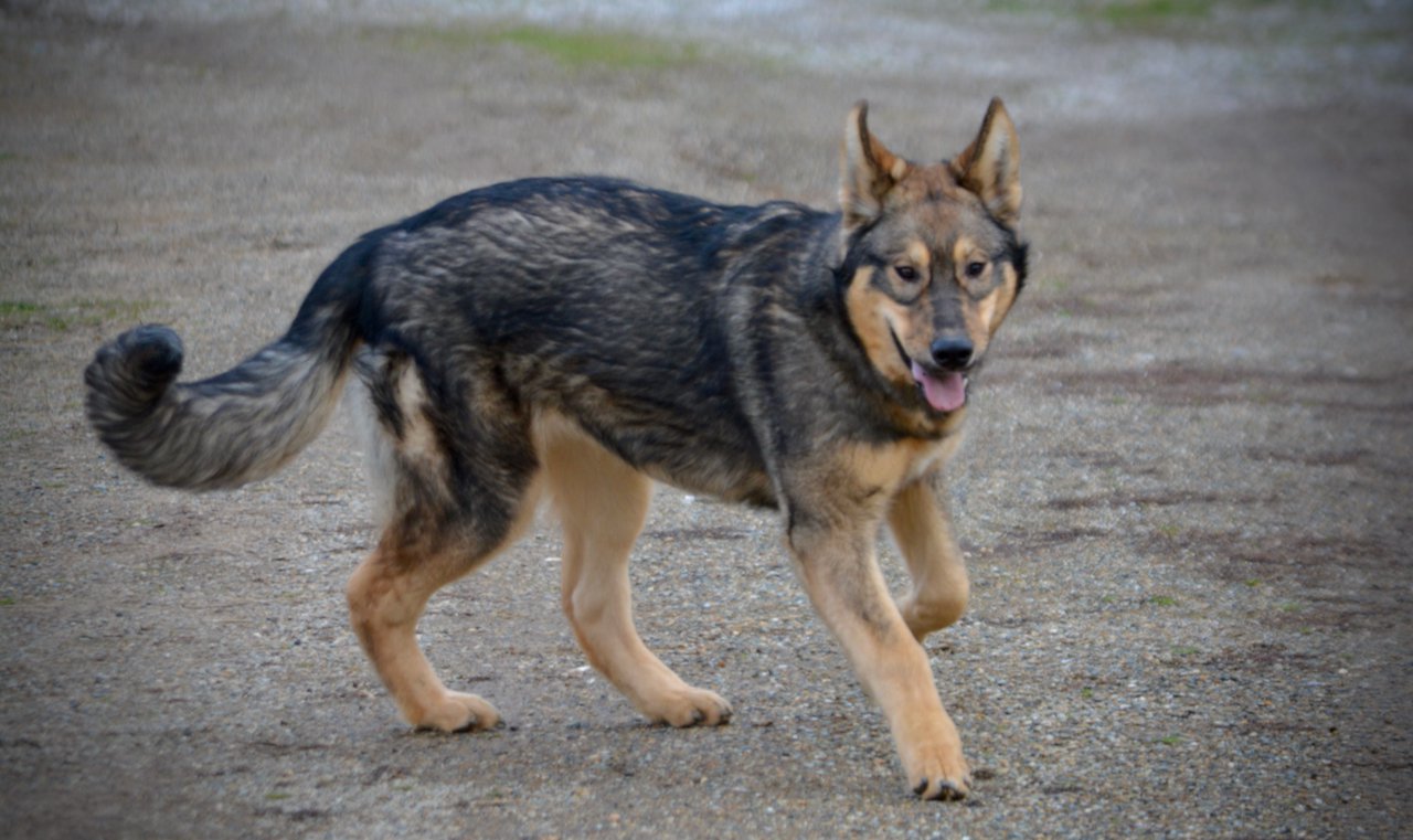 Gamera - 6 months old - trotting twisted