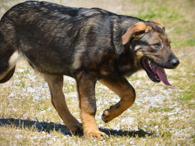 Big Dog Litter - 4 months old - Brutus7
