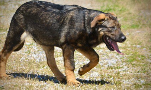 Big Dog Litter - 4 months old - Brutus7
