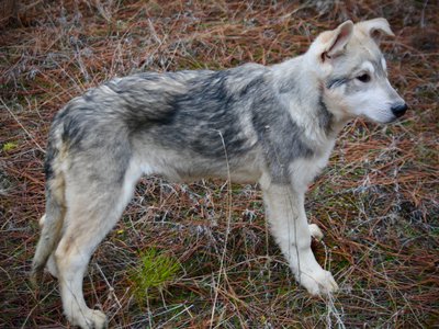 Mustang - 4 months old - standing sideways