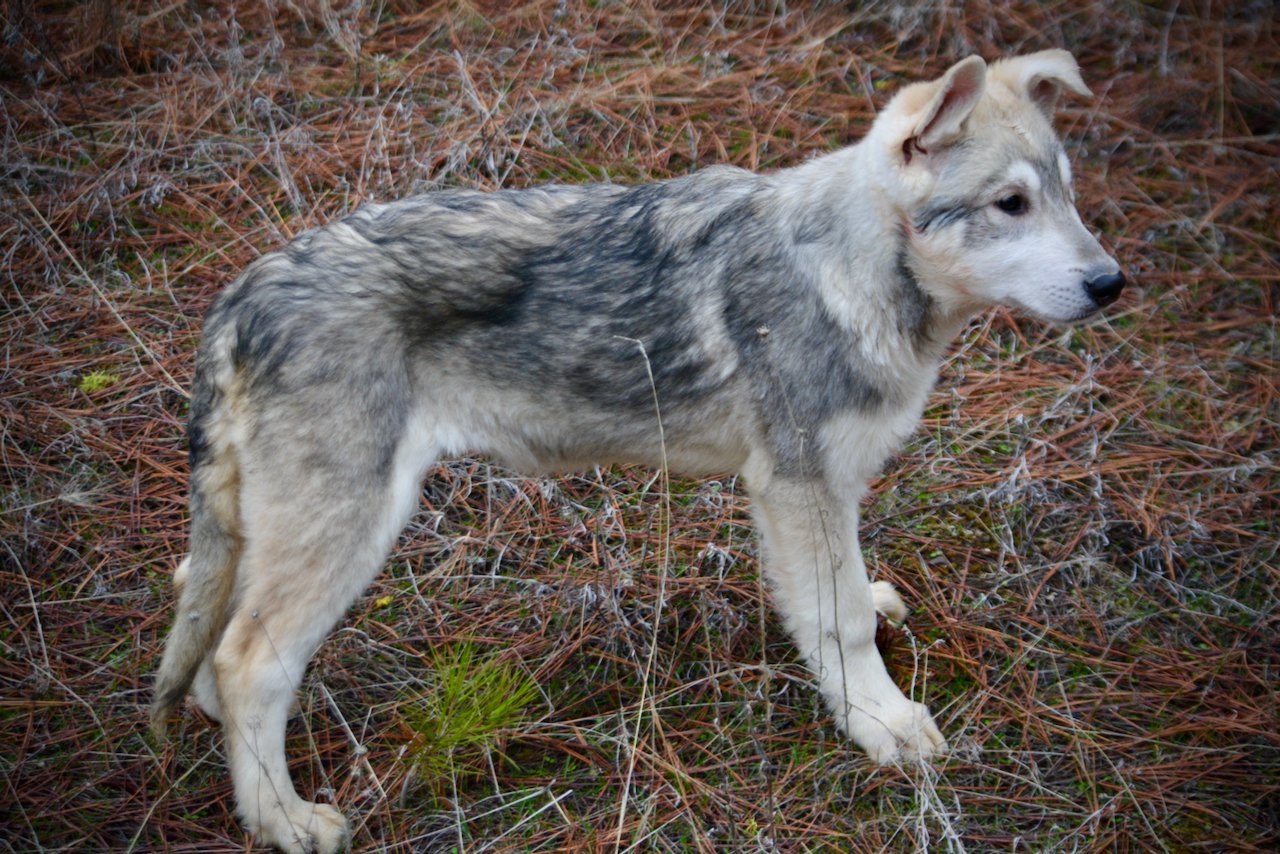 Mustang - 4 months old - standing sideways