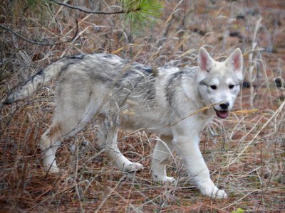 Corvette - 4 months old - walking head down looking