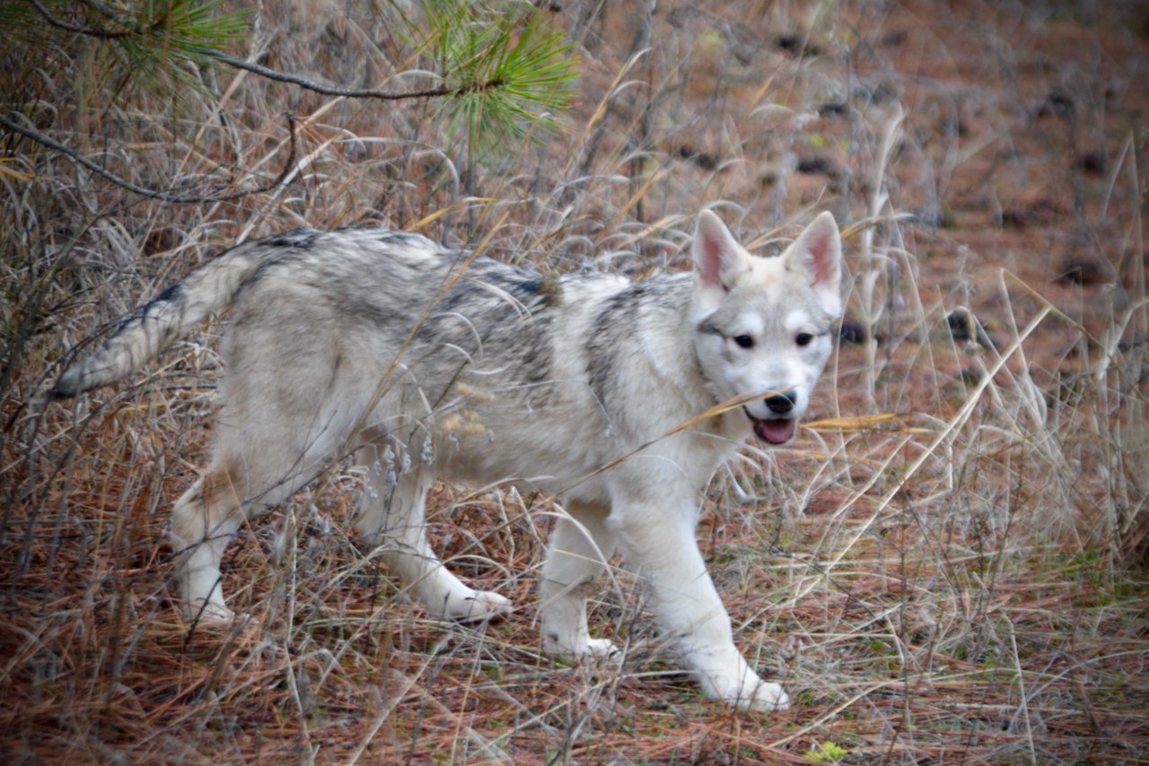 Corvette - 4 months old - walking head down looking