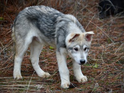 Mustang - 4 months old - standing head down1