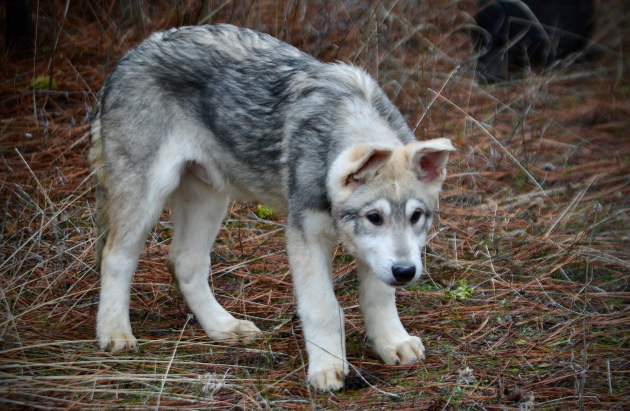 Mustang - 4 months old - standing head down1