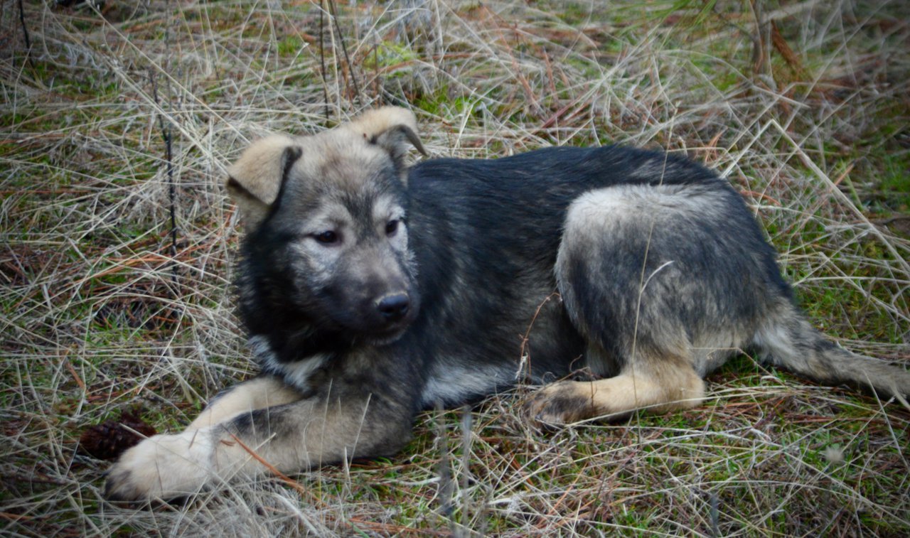 Denali - 4 months old - down looking sideways