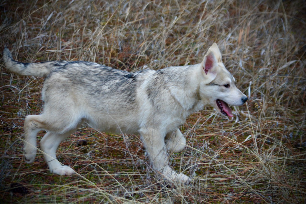 Corvette - 4 months old - trotting face sideways