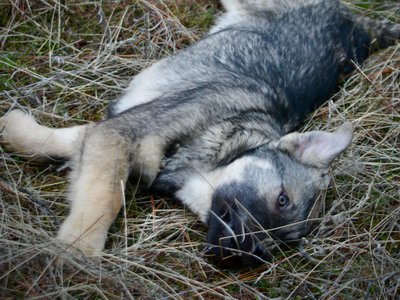 Dell - 4 months old - Laying down