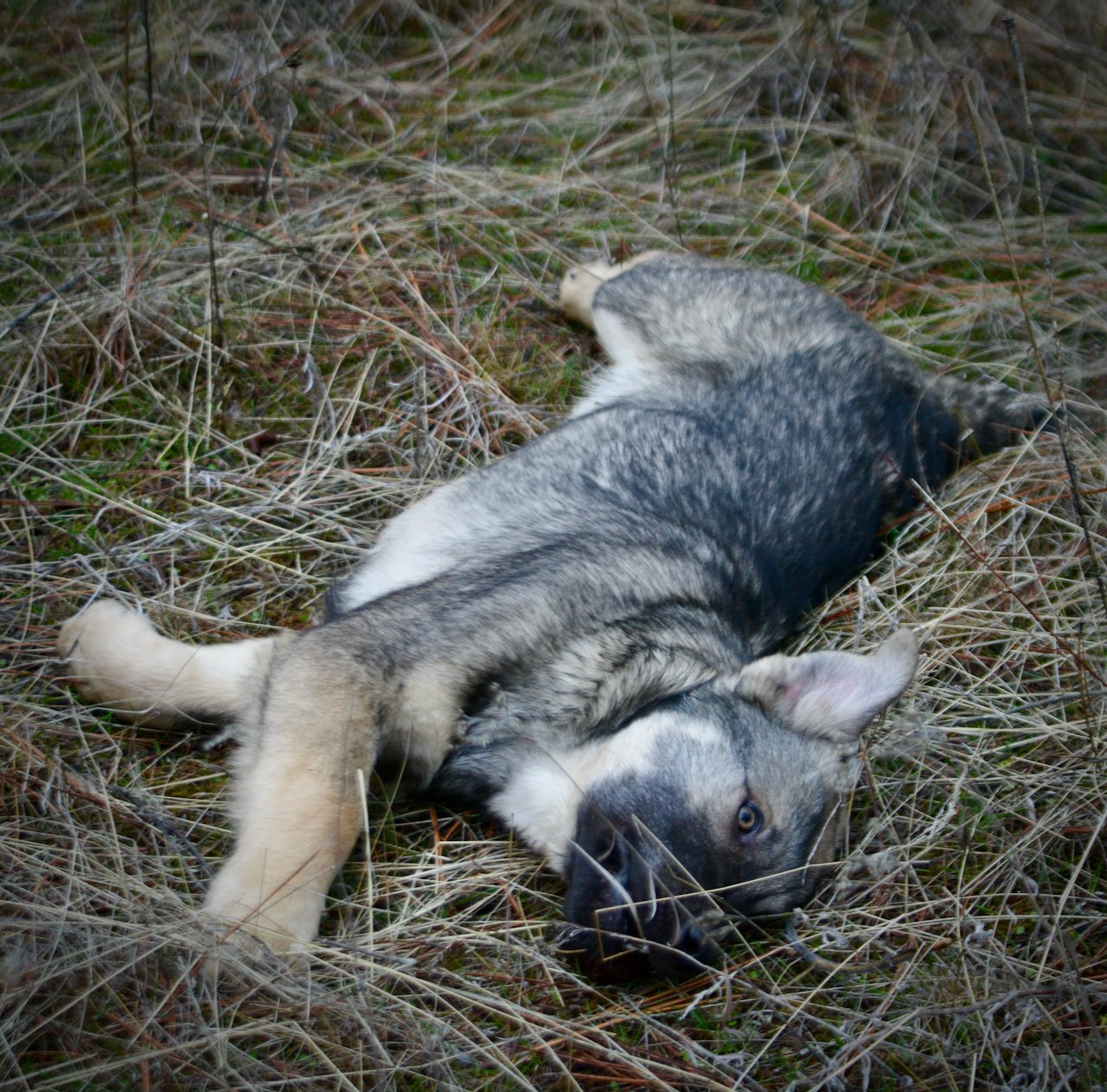 Dell - 4 months old - Laying down