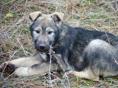 Denali - 4 months old - down looking pinecone