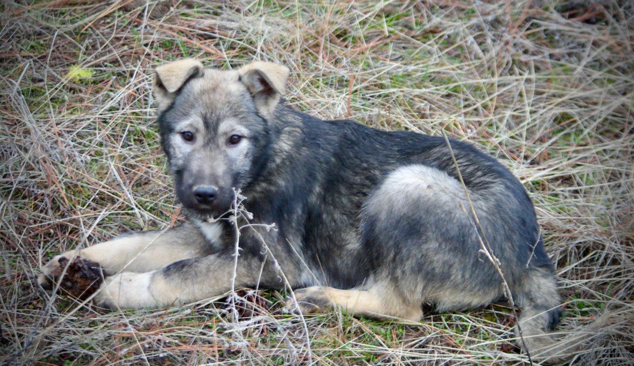 Denali - 4 months old - down looking pinecone