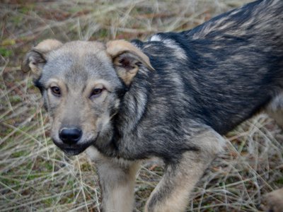 Patch - 4 months old - trotting sideways looking