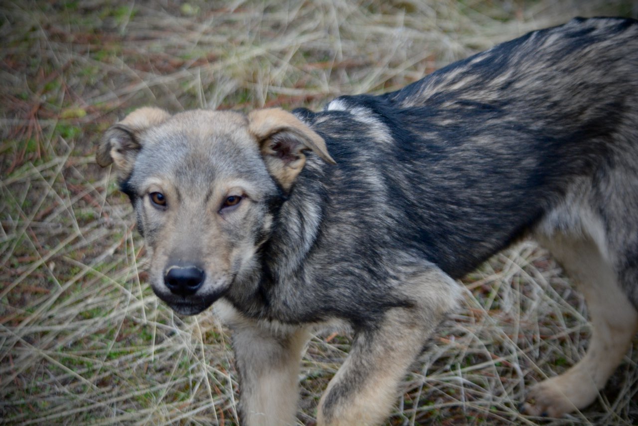 Patch - 4 months old - trotting sideways looking