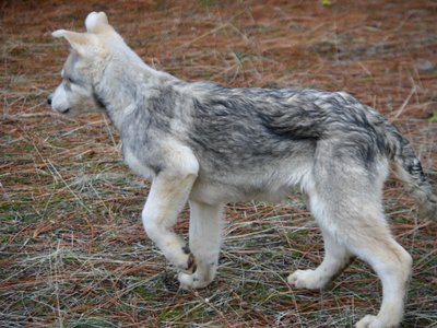 Mustang - 4 months old - walking away