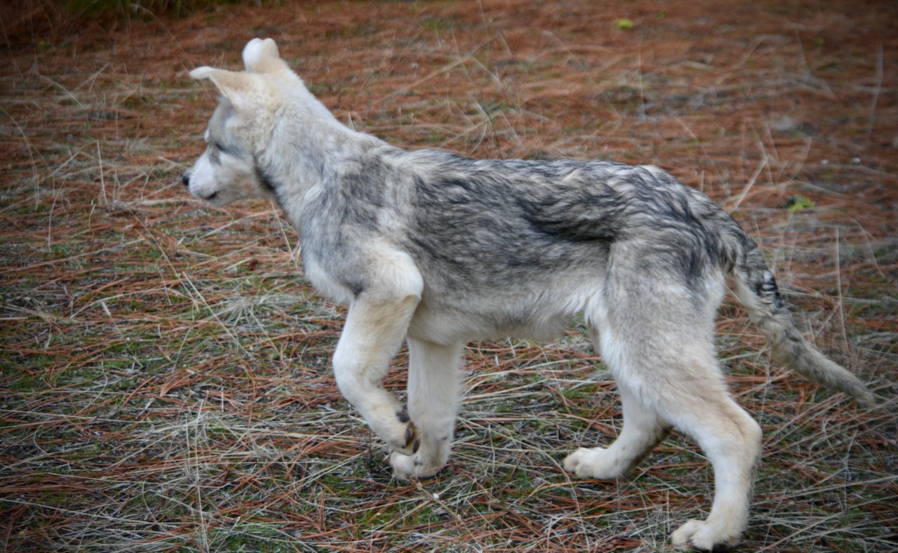 Mustang - 4 months old - walking away