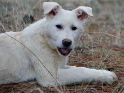 Everest - 4 months old - down smiling tongue