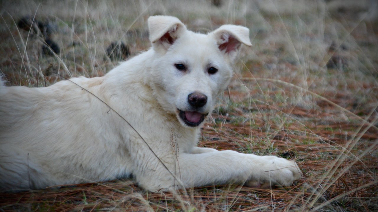 Everest - 4 months old - down smiling tongue