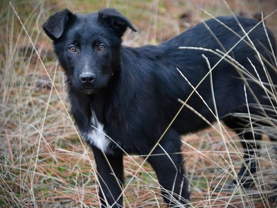 Licorice - 4 months old - standing forward looking