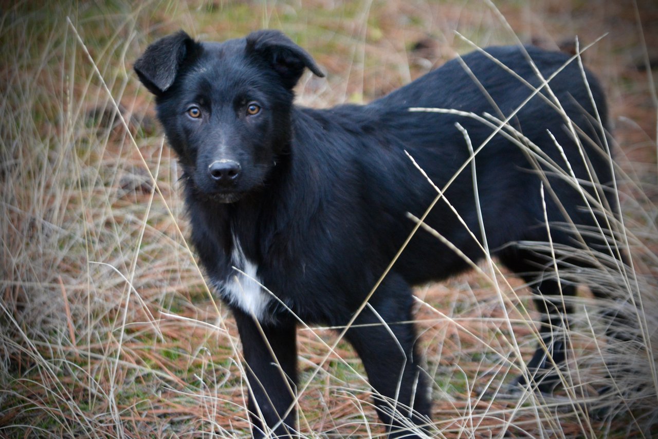 Licorice - 4 months old - standing forward looking