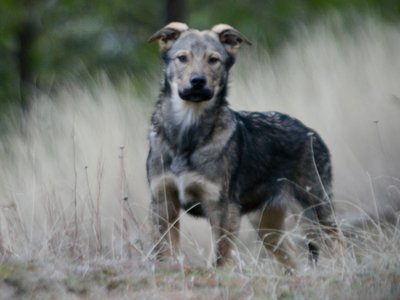 Patch - 4 months old - standing head up forest