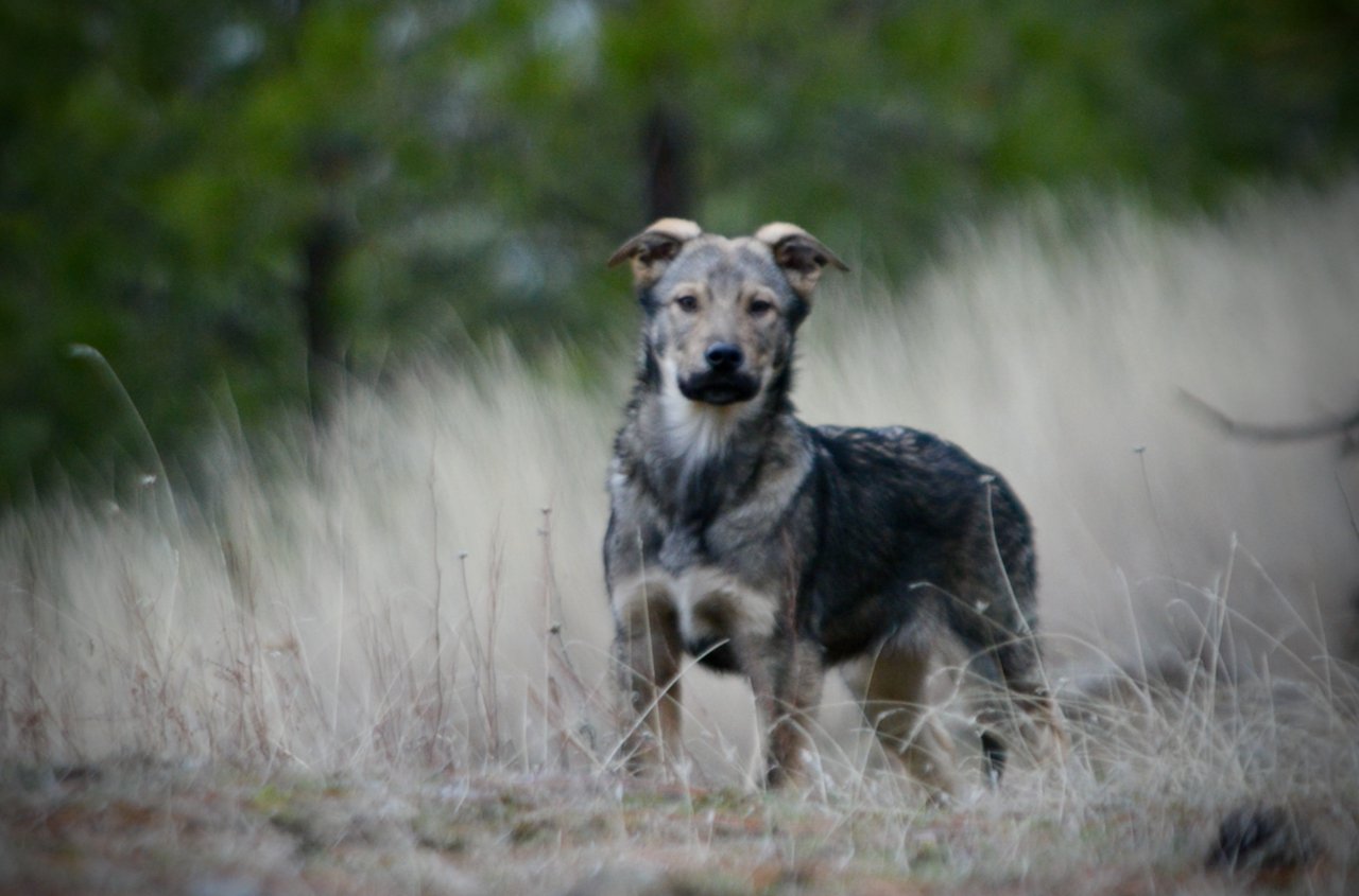 Patch - 4 months old - standing head up forest